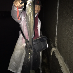 シーバス入れ食い