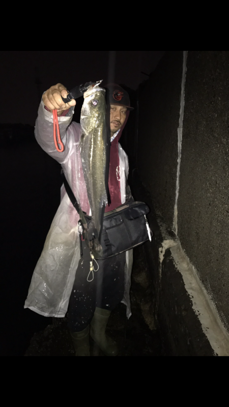 シーバス入れ食い