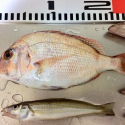 連日の釣行 頑張りました