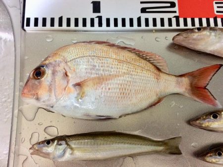 連日の釣行 頑張りました