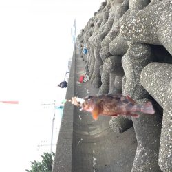 ロックフィッシュ！！！！