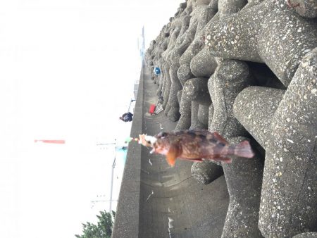 ロックフィッシュ！！！！