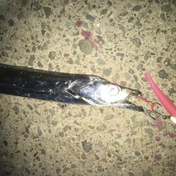 マナティーをサイズダウンしてから連続ヒット!!