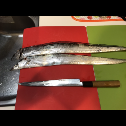 本拠地離れてタチウオ