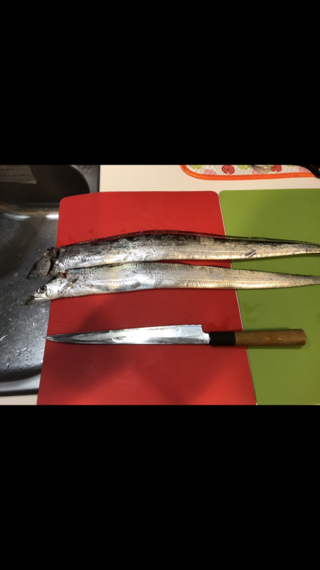 本拠地離れてタチウオ