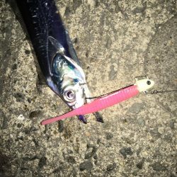 フラップ釣法、中毒性ありです！！