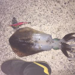 ひたすらエギング