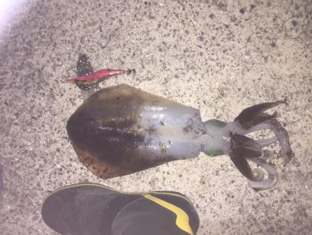 ひたすらエギング