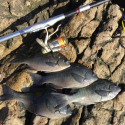 南紀 沖磯でフカセ釣り