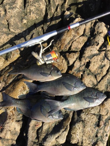 南紀 沖磯でフカセ釣り