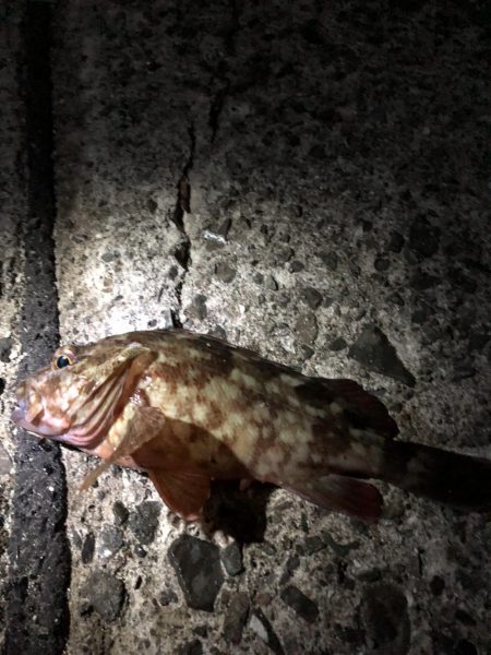 ちょこっと1時間ほど