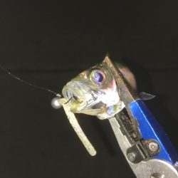 スレたアジにはクリア系強し