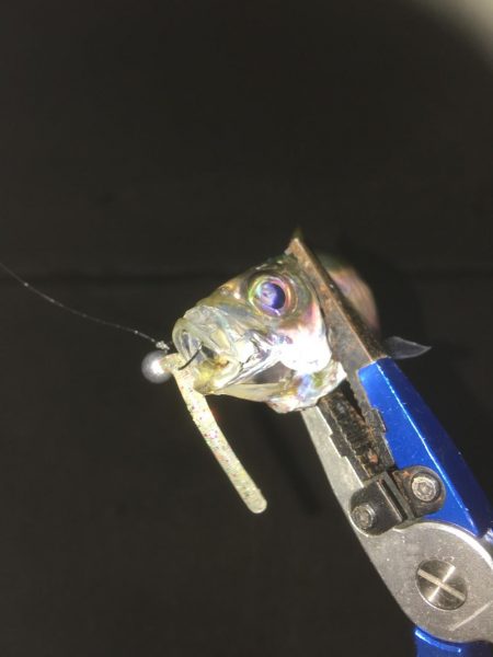 スレたアジにはクリア系強し