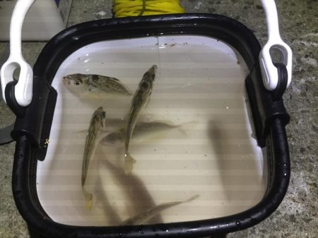 シロギス狙いが。。