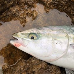 久しぶりのメジロ