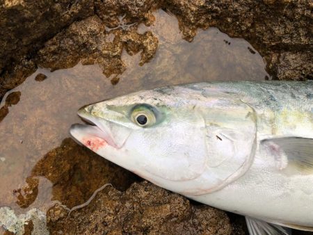 久しぶりのメジロ