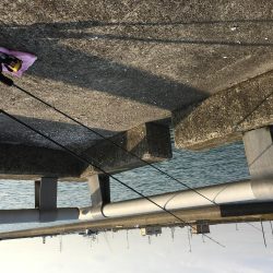 寺津でハゼ、セイゴ