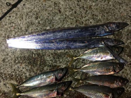 フィッシングダディ