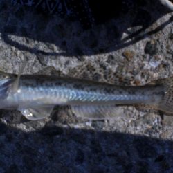 いつものチョイ投げ
