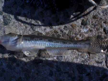 いつものチョイ投げ