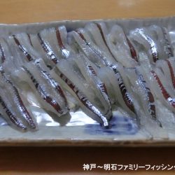 エンピツサヨリ釣り