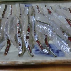 ジャンボサヨリ 来たーっ‼