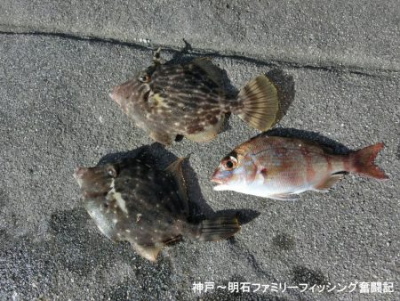 海は大荒れ