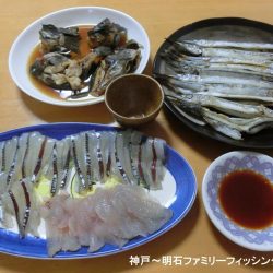 カワハギはいない?