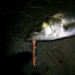 明暗のシーバス