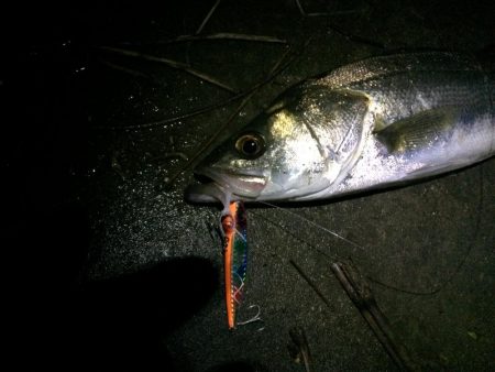 明暗のシーバス