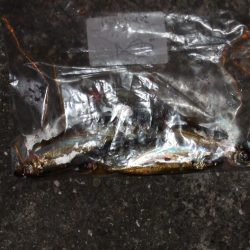 アジングも楽し！