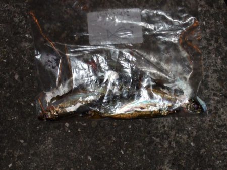 アジングも楽し！