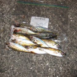 アジング好調＼(^o^)／