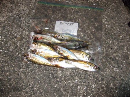 アジング好調＼(^o^)／