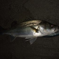 ハイシーズンの河川、ランカーシーバス狙いで