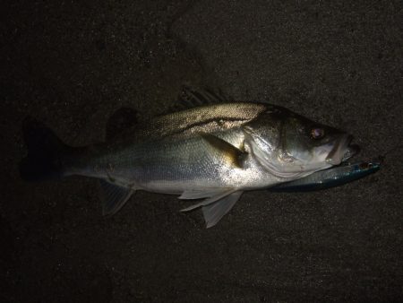 ハイシーズンの河川、ランカーシーバス狙いで