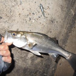 シーバスの無限バイト…。