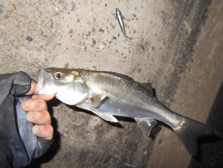 シーバスの無限バイト…。