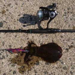 昼下がりのエギング