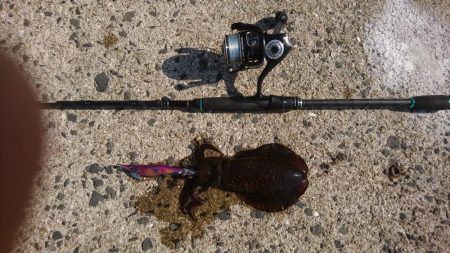 昼下がりのエギング