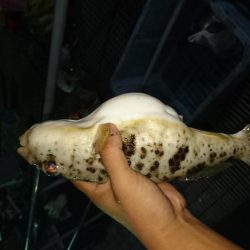 アジ釣り、イカ釣り