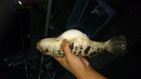 アジ釣り、イカ釣り