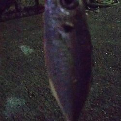 激渋アジング調査