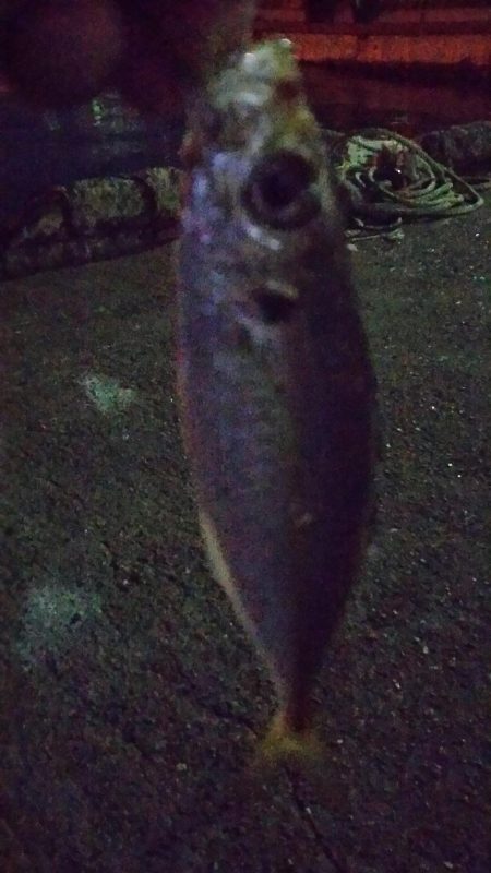 激渋アジング調査