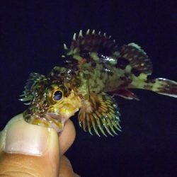 まだまだなんとかアジング