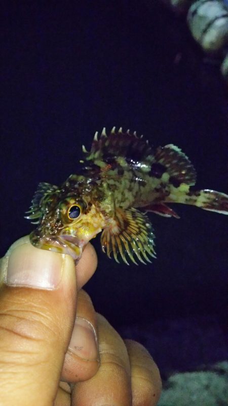 まだまだなんとかアジング