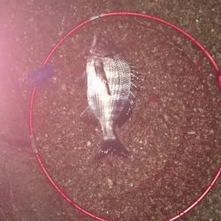 昼からファミリーフィッシング