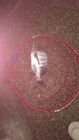 昼からファミリーフィッシング