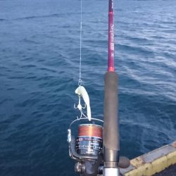 タチウオ南港全体好調