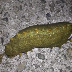 アジング終盤戦